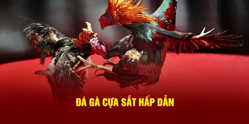 đá gà cựa sắt