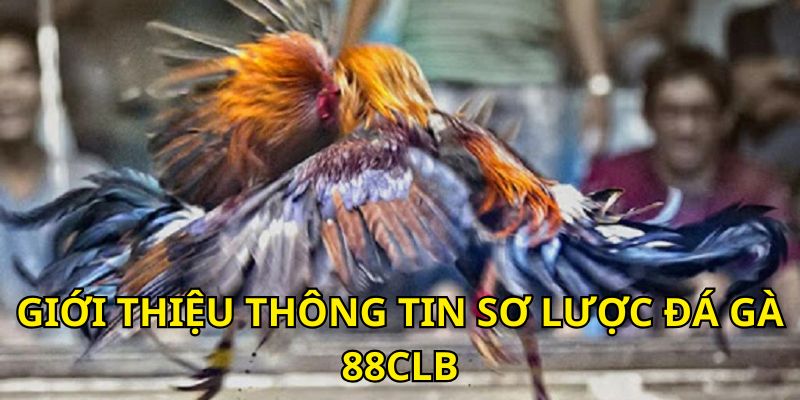 Giới thiệu thông tin sơ lược đá gà 88CLB