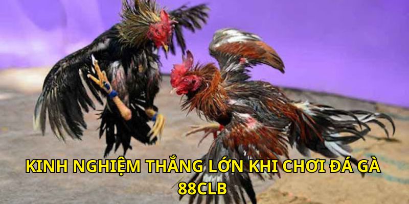 Kinh nghiệm nắm rõ lịch sử gà chiến thắng lớn