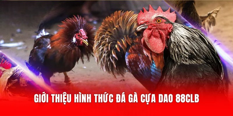 Giới thiệu hình thức đá gà cựa dao 88CLB hấp dẫn, gay cấn